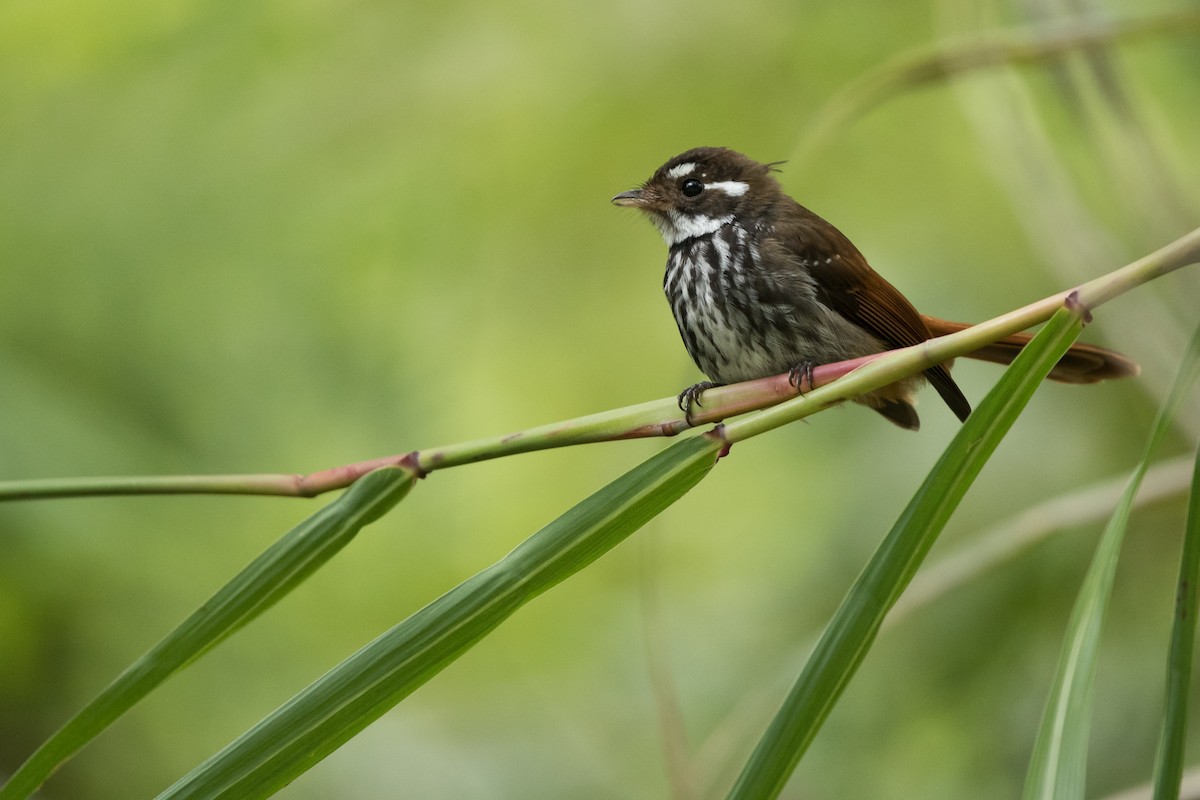 Streak-breasted Fantail - Lucas DeCicco