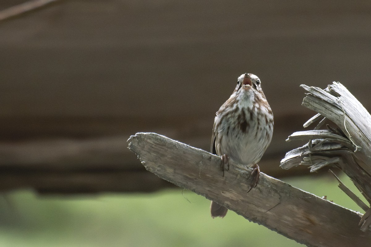 Song Sparrow - Eric Moore