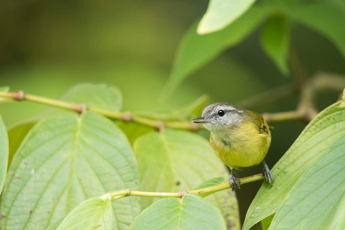 Island Leaf Warbler (Seram) - ML24069981