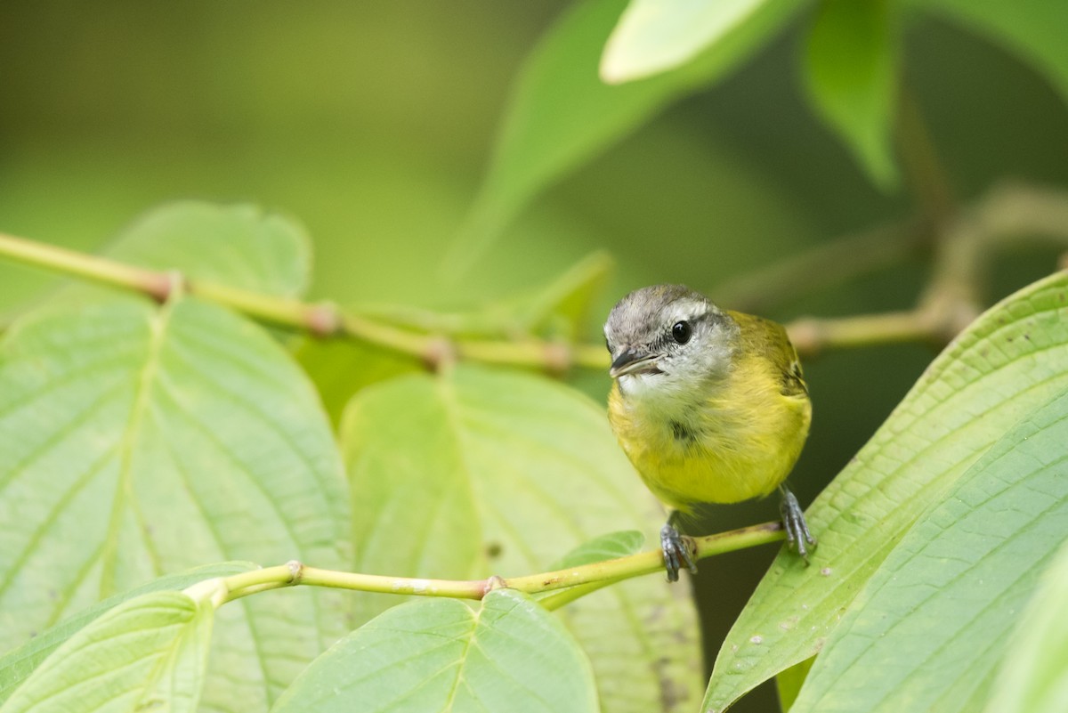 Island Leaf Warbler (Seram) - Lucas DeCicco