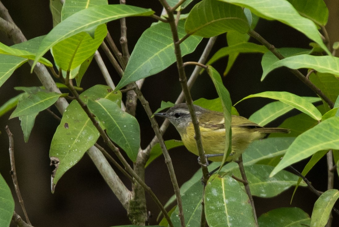 Island Leaf Warbler (Seram) - ML24070001