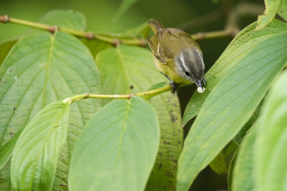 Island Leaf Warbler (Seram) - ML24070011