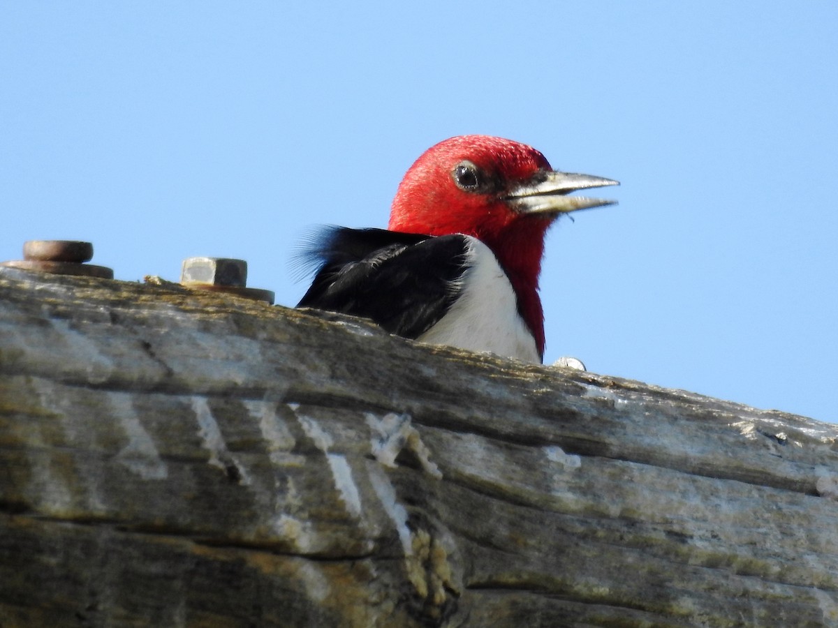 Red-headed Woodpecker - Tina Toth
