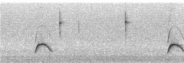 Еленія білочуба (підвид chilensis) - ML240704