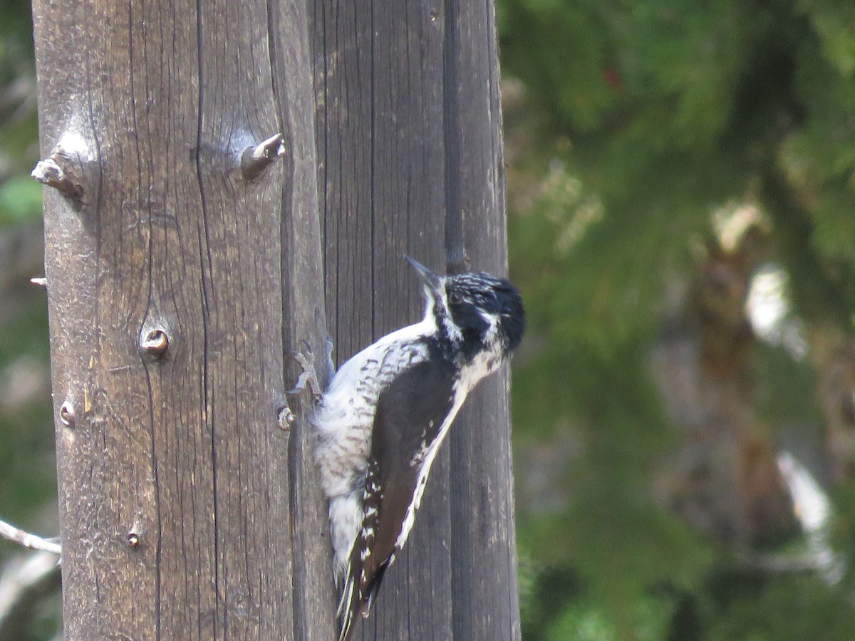 American Three-toed Woodpecker (Rocky Mts.) - Bryant Olsen