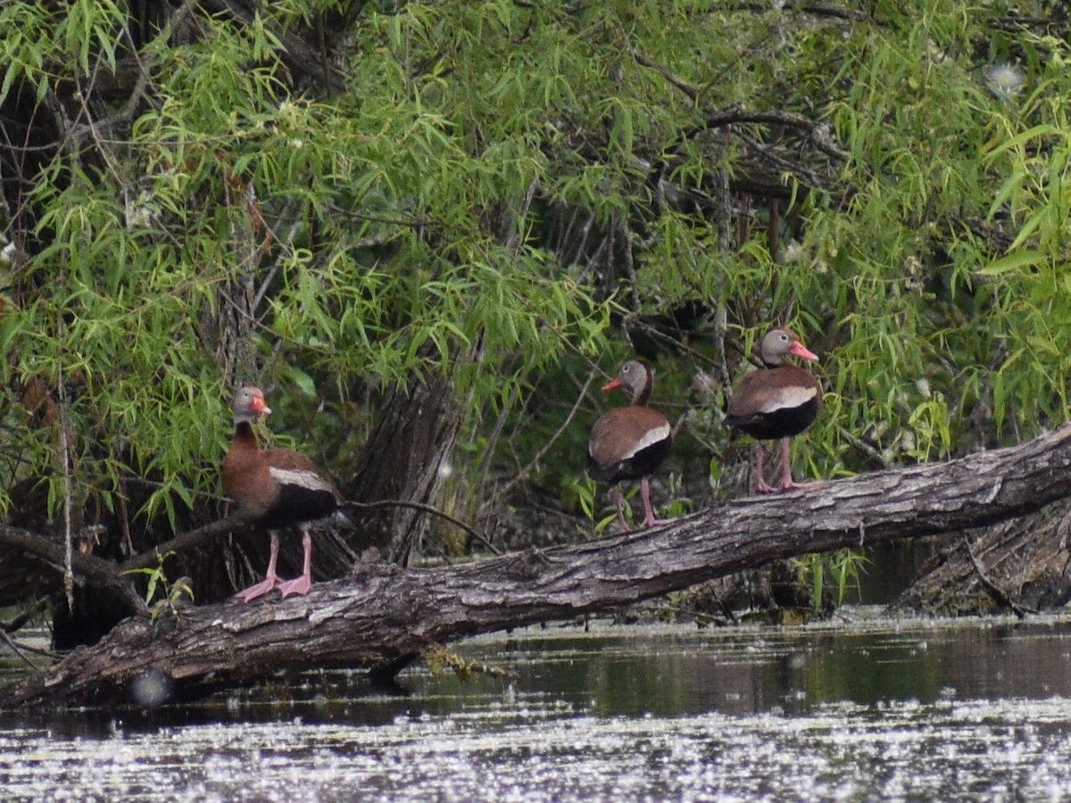 Black-bellied Whistling-Duck - Patrick McGill