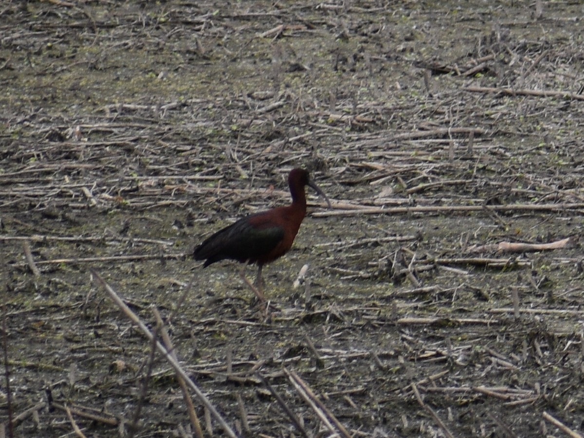 ibis hnědý - ML240706191