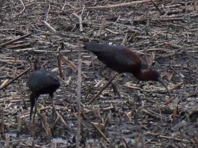 ibis hnědý - ML240706221