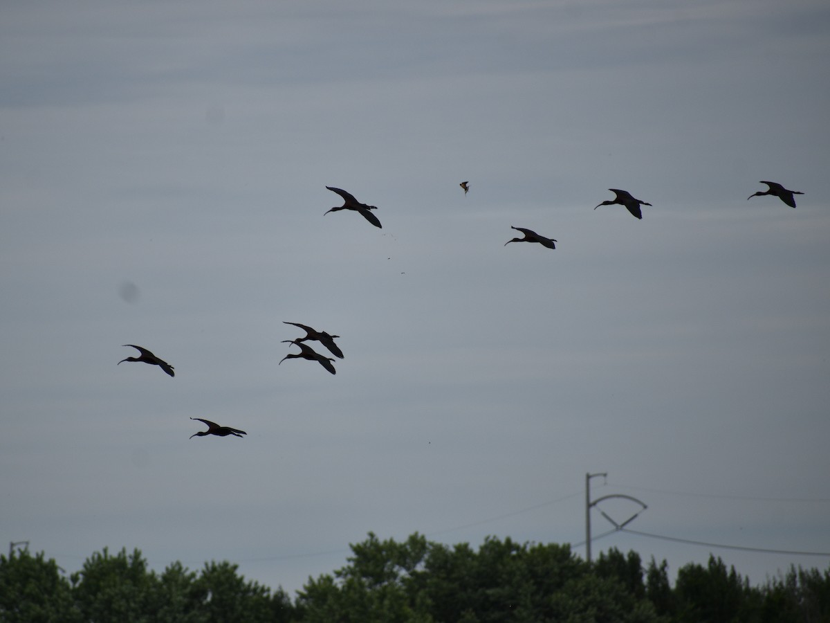 ibis hnědý - ML240706321