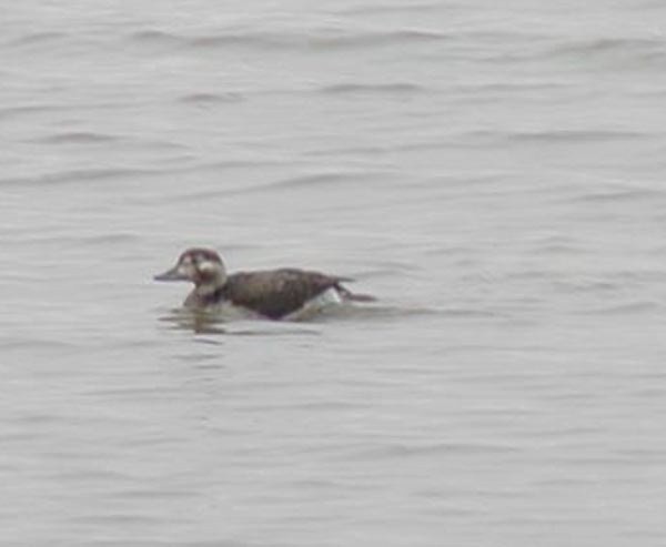 Long-tailed Duck - Tommie Rogers