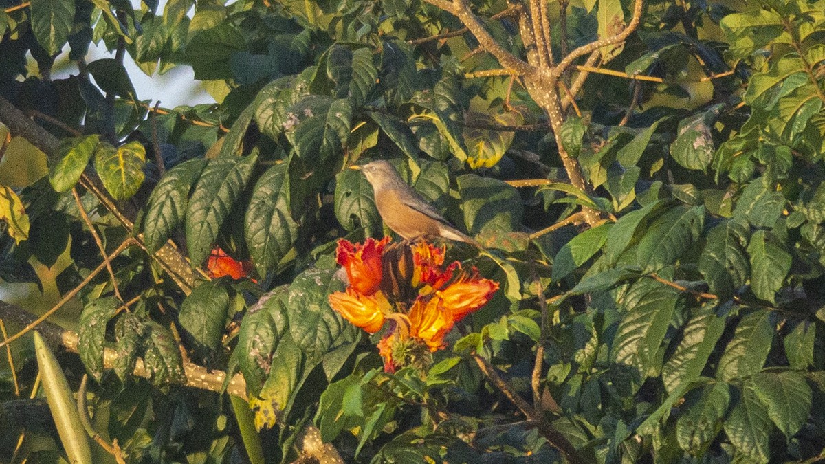 Chestnut-tailed Starling - Vaidehi  Gunjal