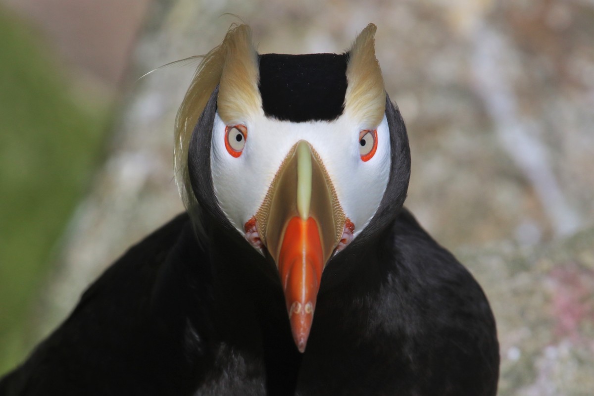 Tufted Puffin - ML240716611