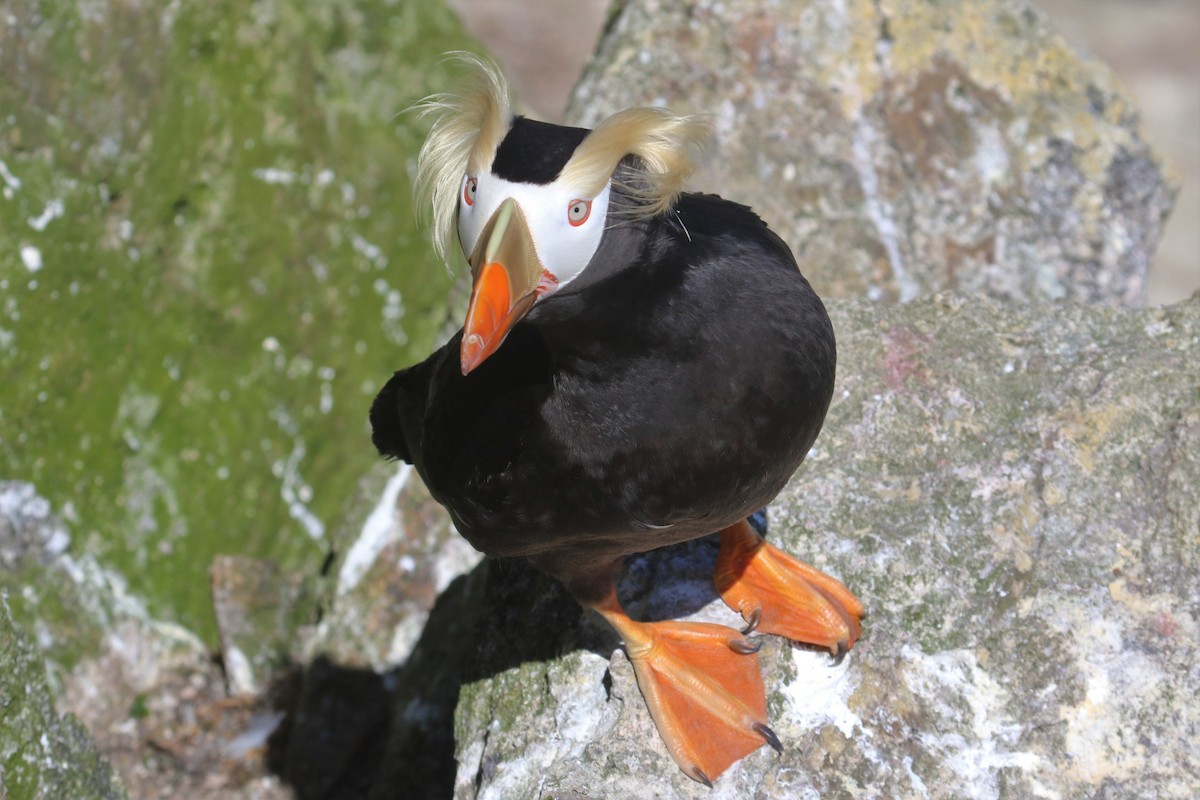 Tufted Puffin - ML240716631
