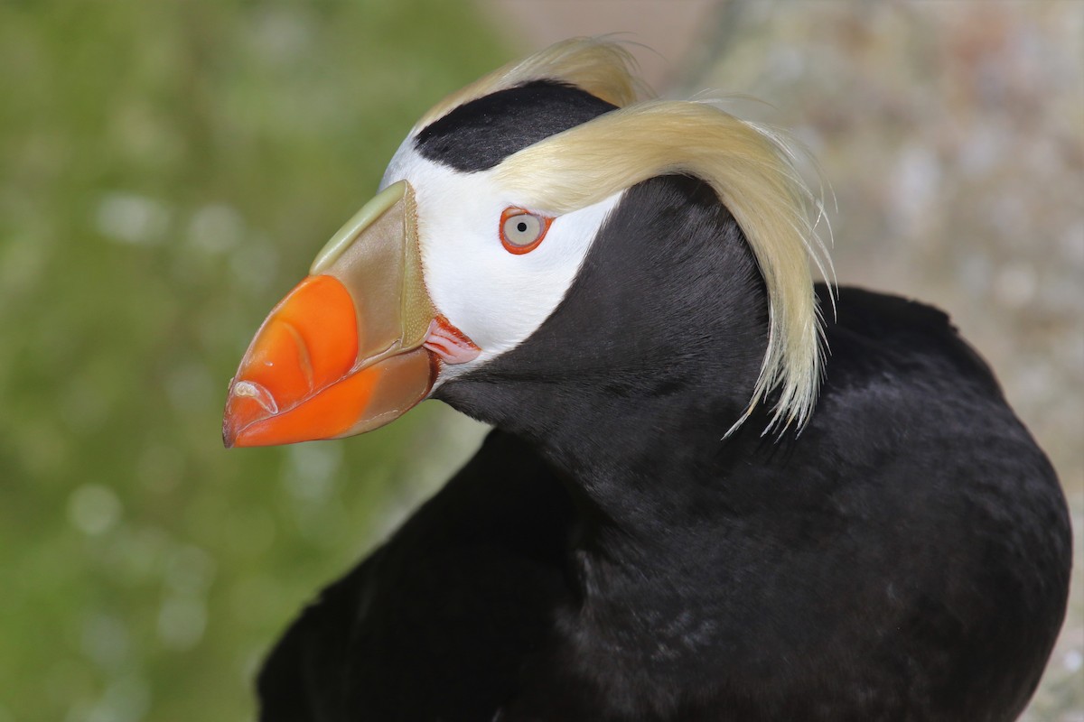 Tufted Puffin - ML240716651
