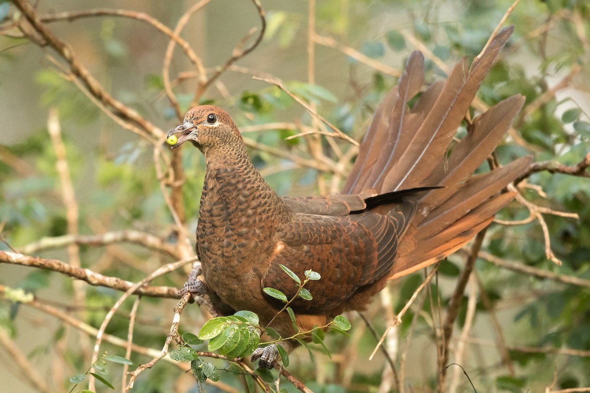 Brown Cuckoo-Dove - ML240720731