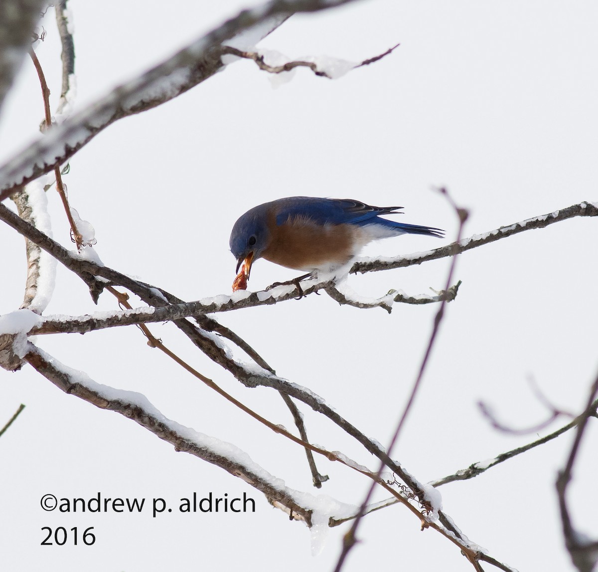 Eastern Bluebird - andrew aldrich