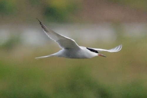 Arctic Tern - Kevin Guest