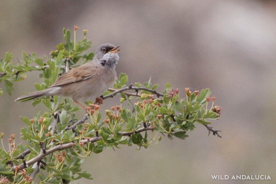 Spectacled Warbler - ML240728131