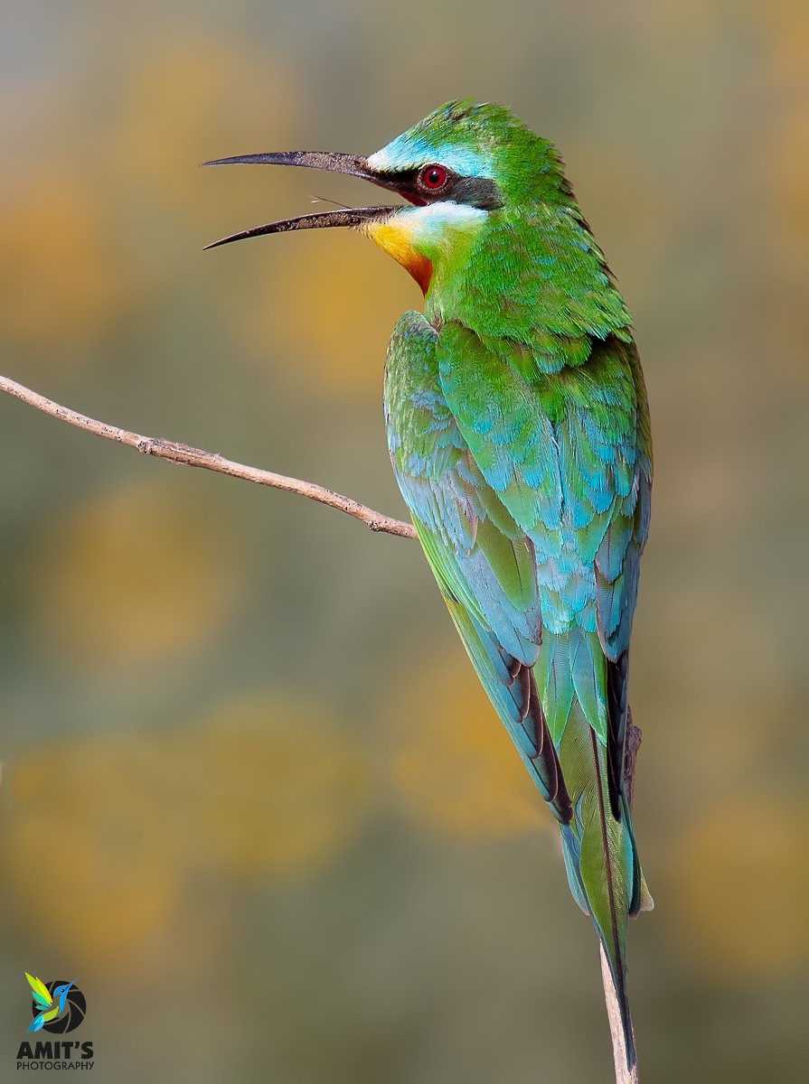 Blue-cheeked Bee-eater - Amit Sharma