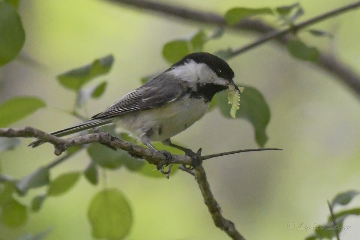 Black-capped Chickadee - Lucien Lemay