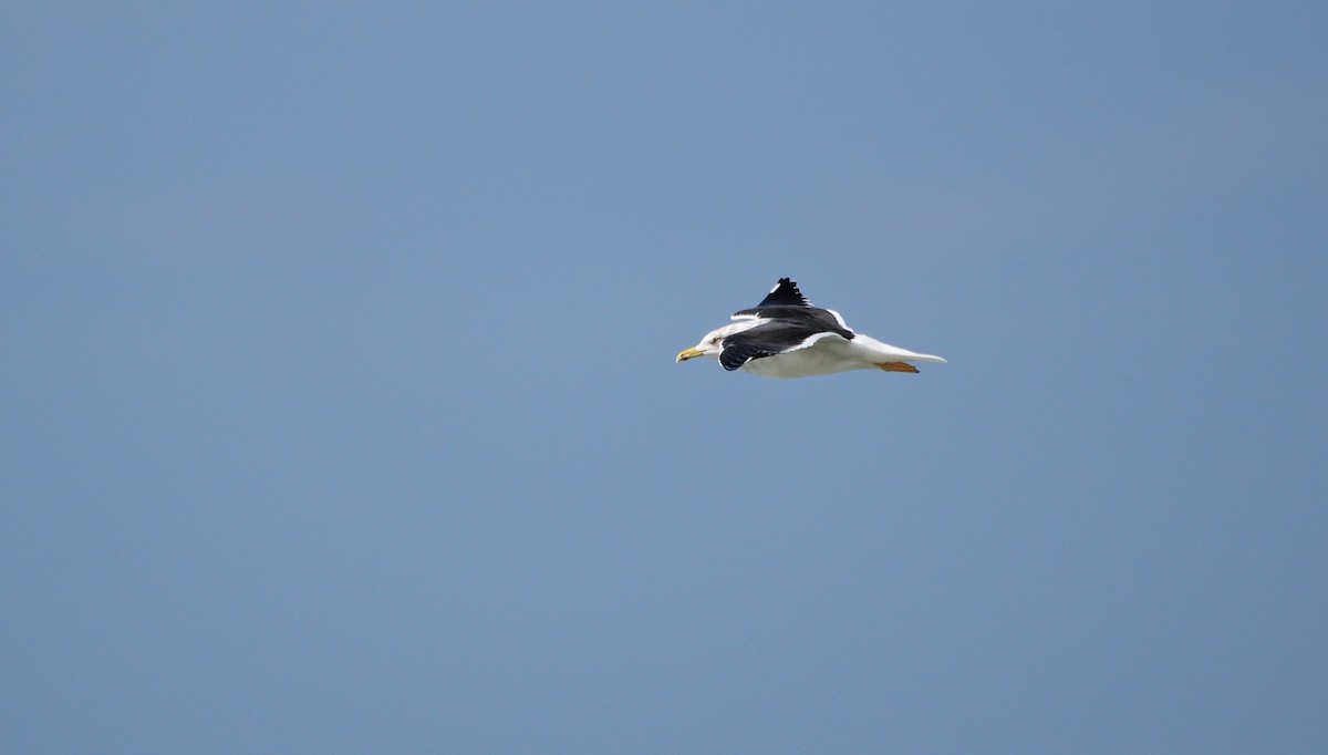 Lesser Black-backed Gull (fuscus) - Ori Davidor