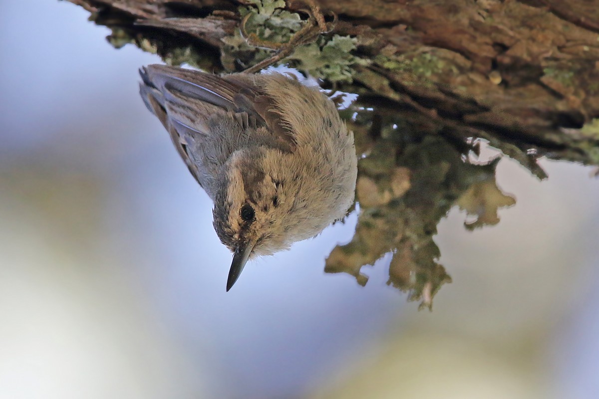 Corsican Nuthatch - ML240733441