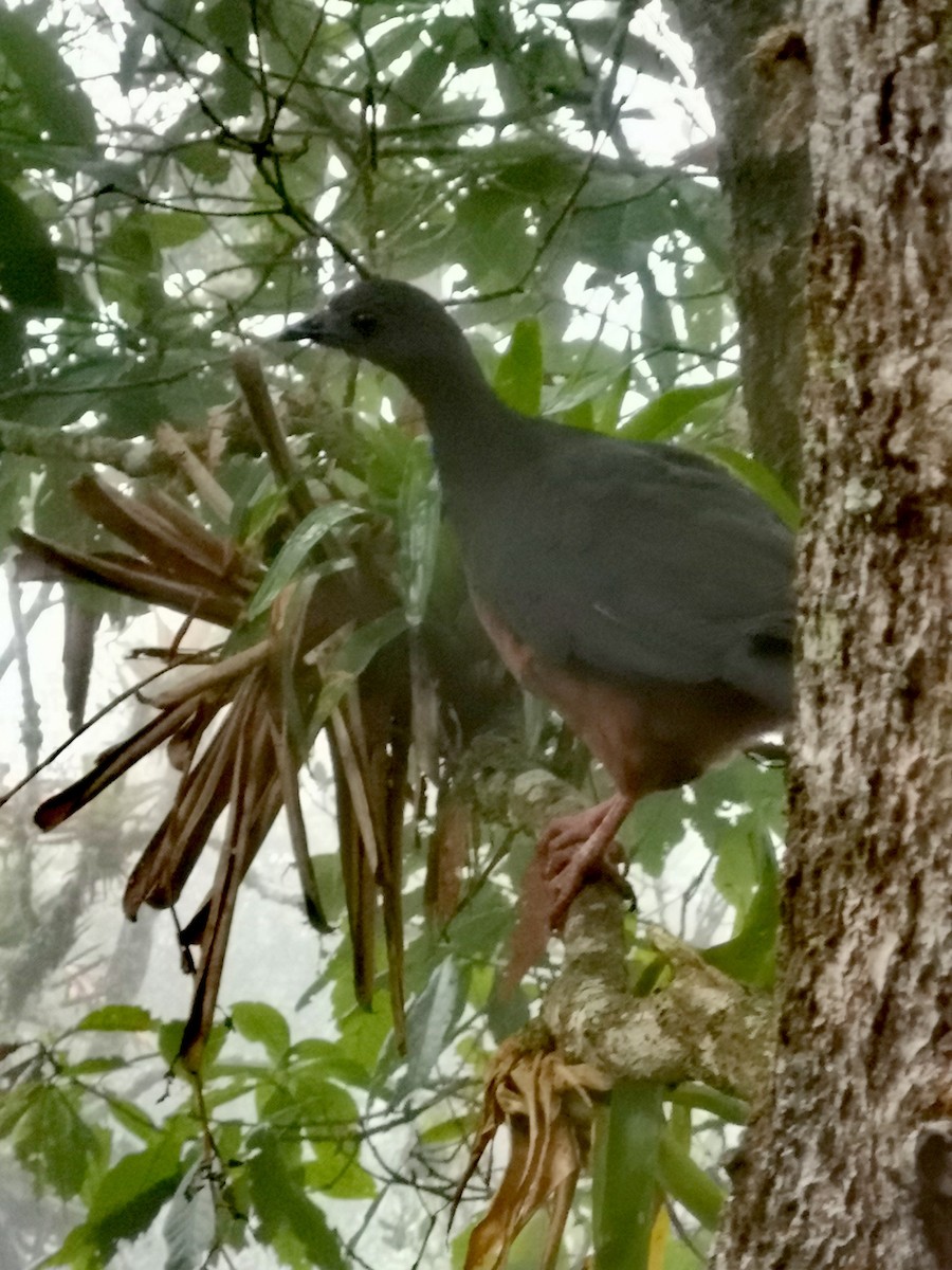 Sickle-winged Guan - ML240738771