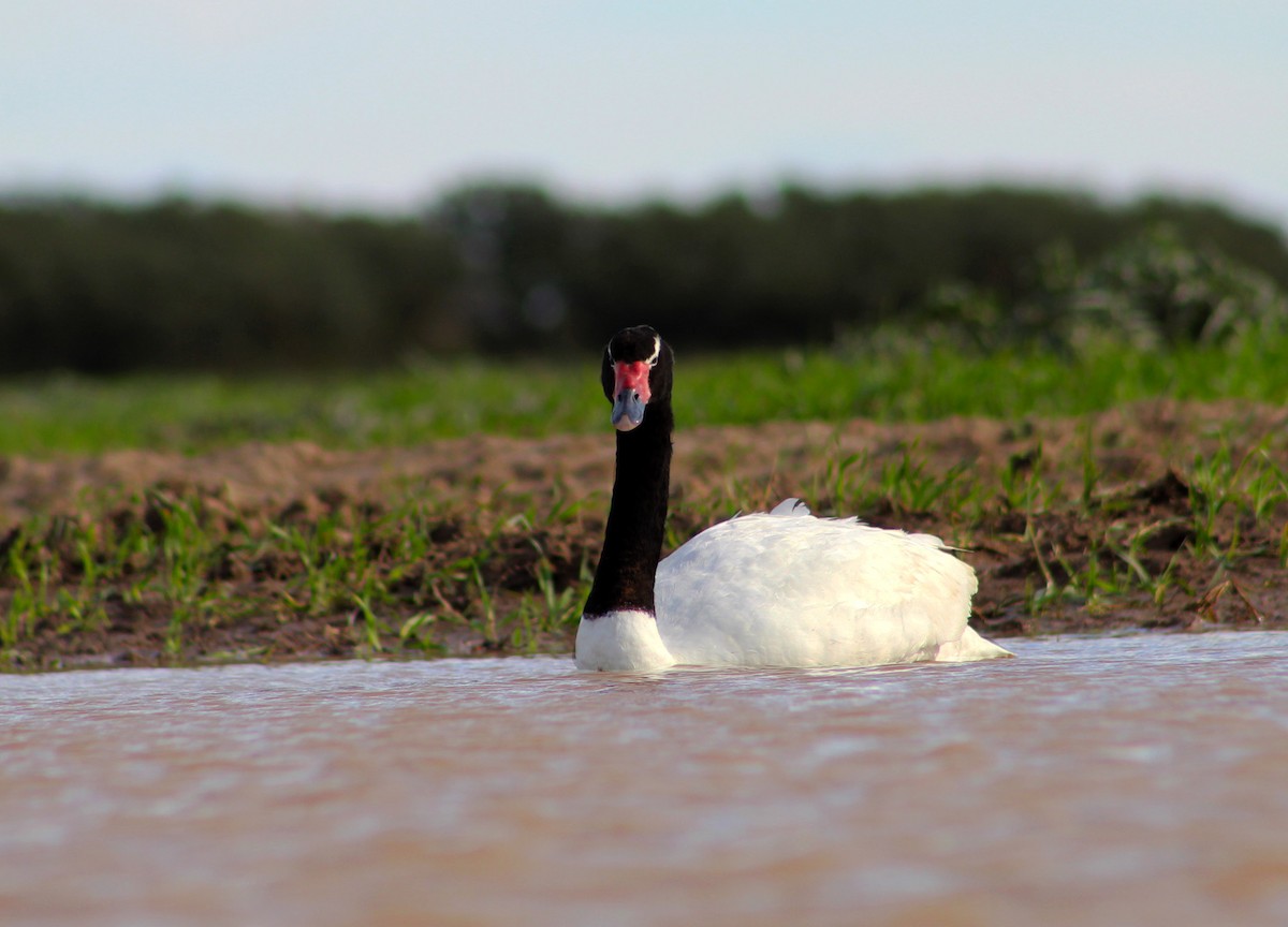 Black-necked Swan - Marcos de Larminat