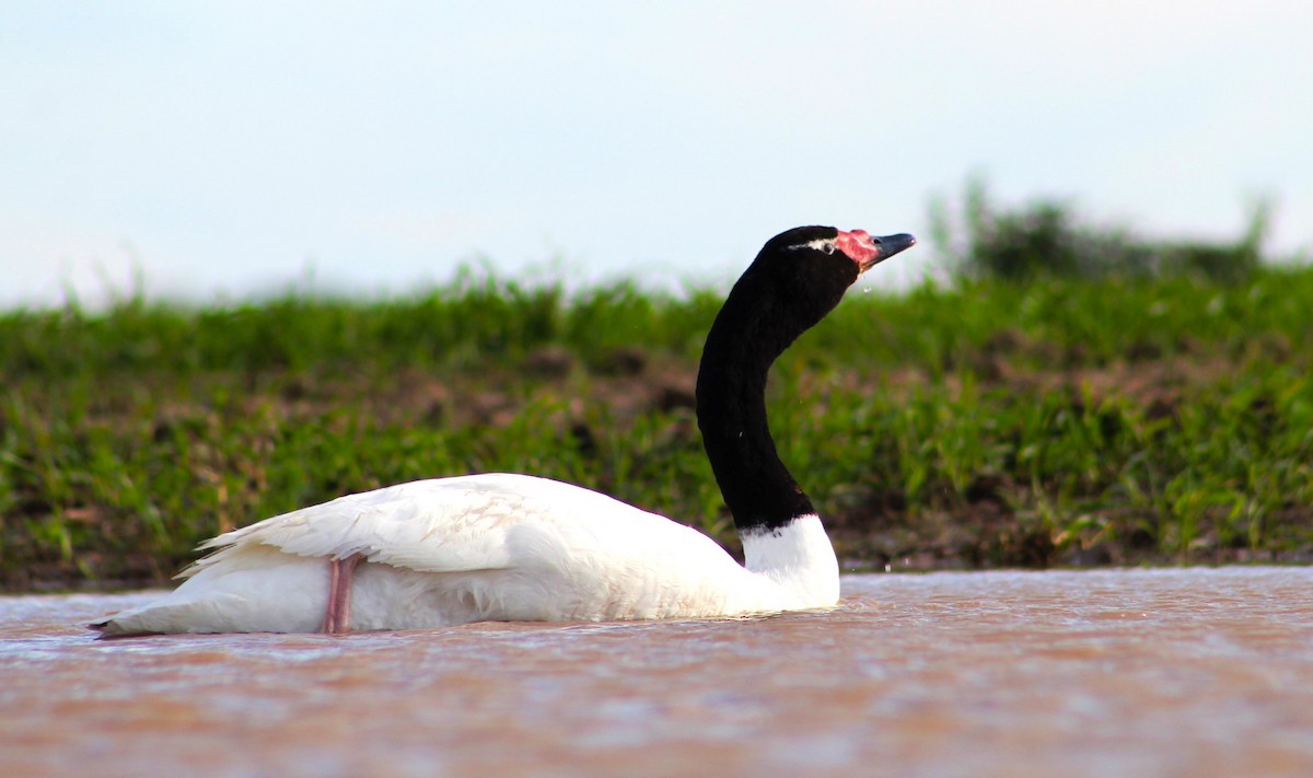 Black-necked Swan - ML240740781