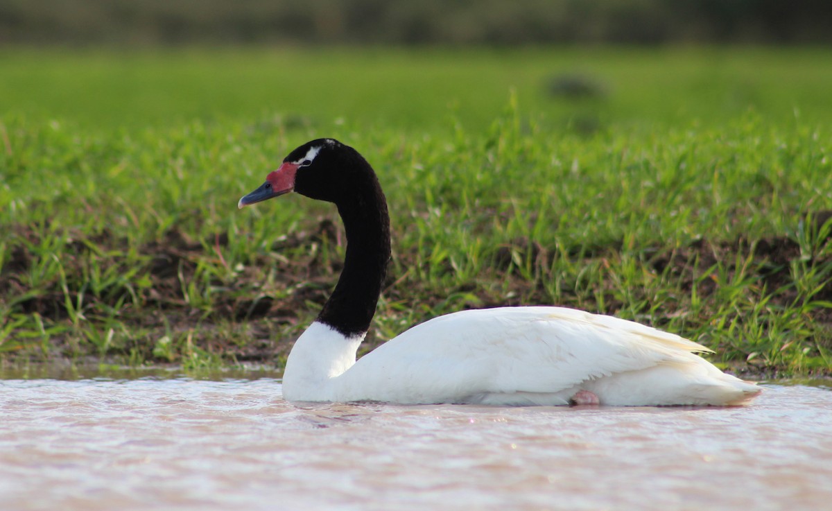 Black-necked Swan - ML240740851