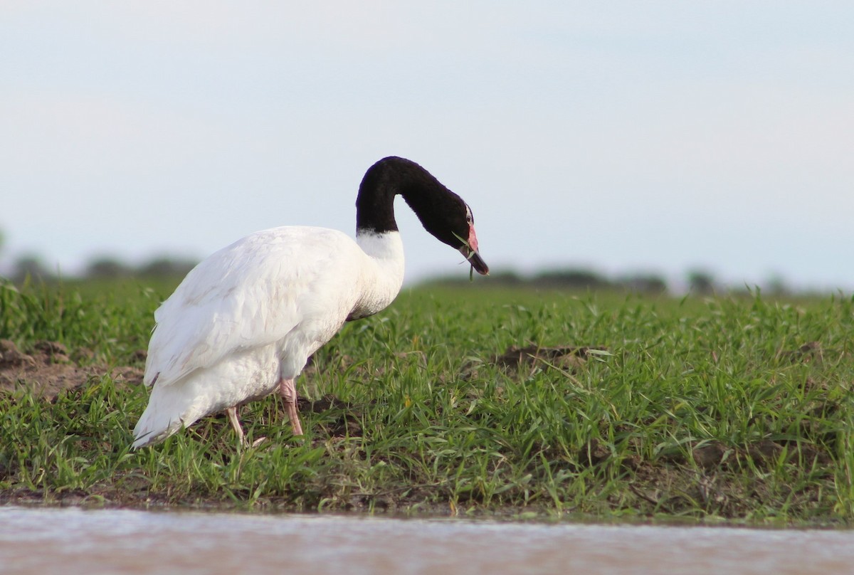 Black-necked Swan - ML240740911