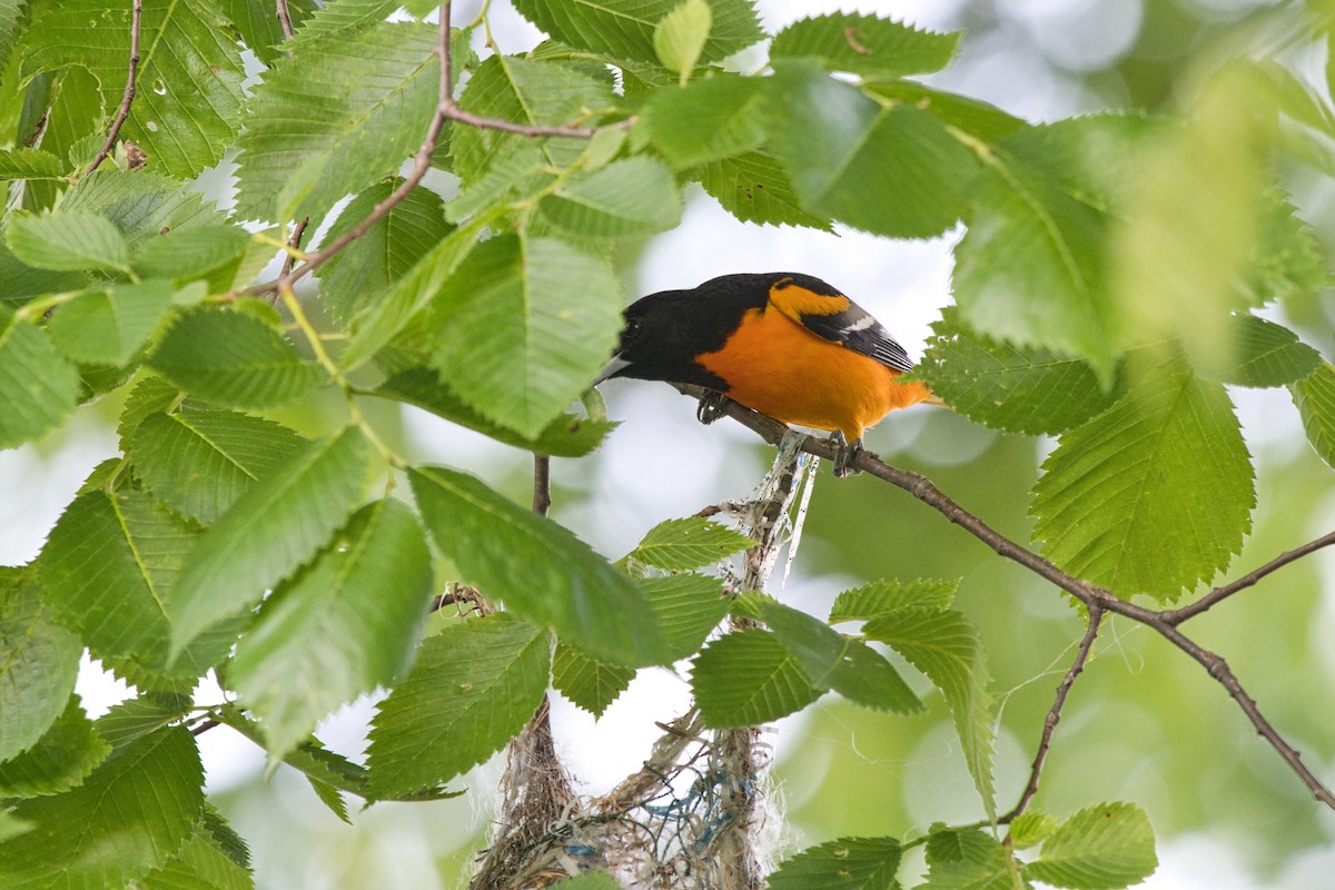 Baltimore Oriole - Charlie Shields
