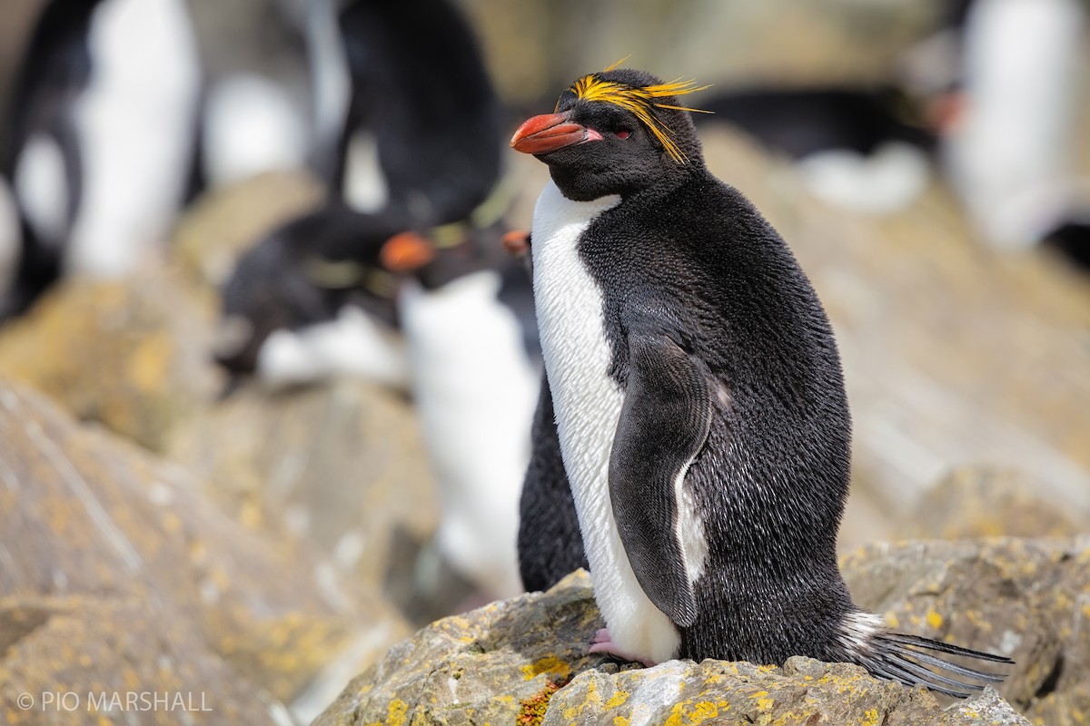 Macaroni Penguin - Pio Marshall