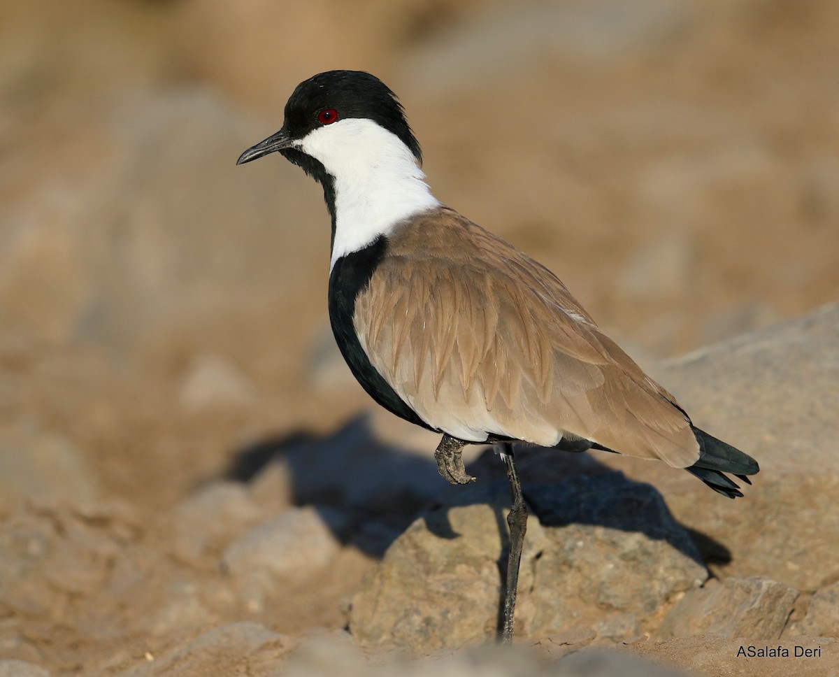Spur-winged Lapwing - ML240749181