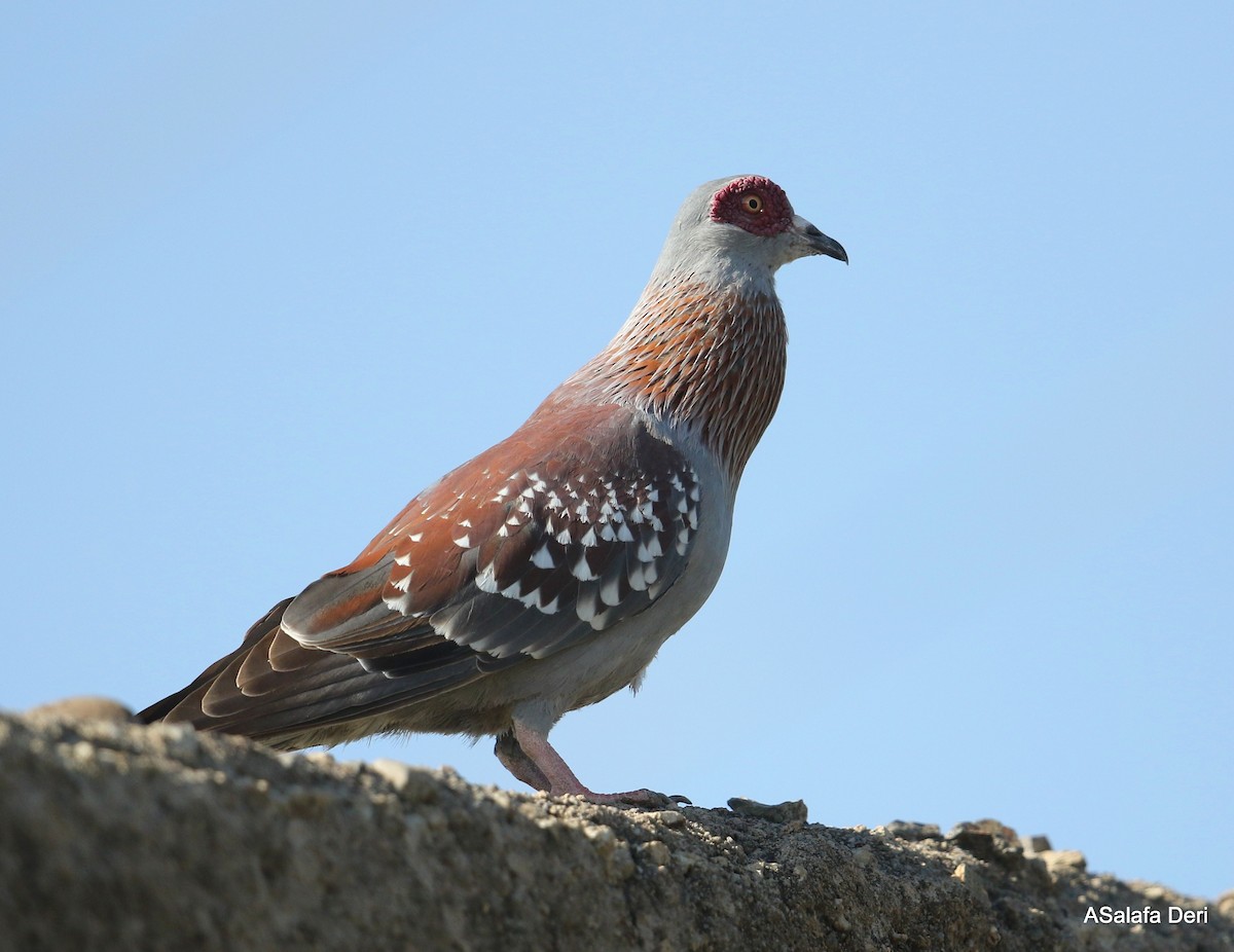 Speckled Pigeon - Fanis Theofanopoulos (ASalafa Deri)