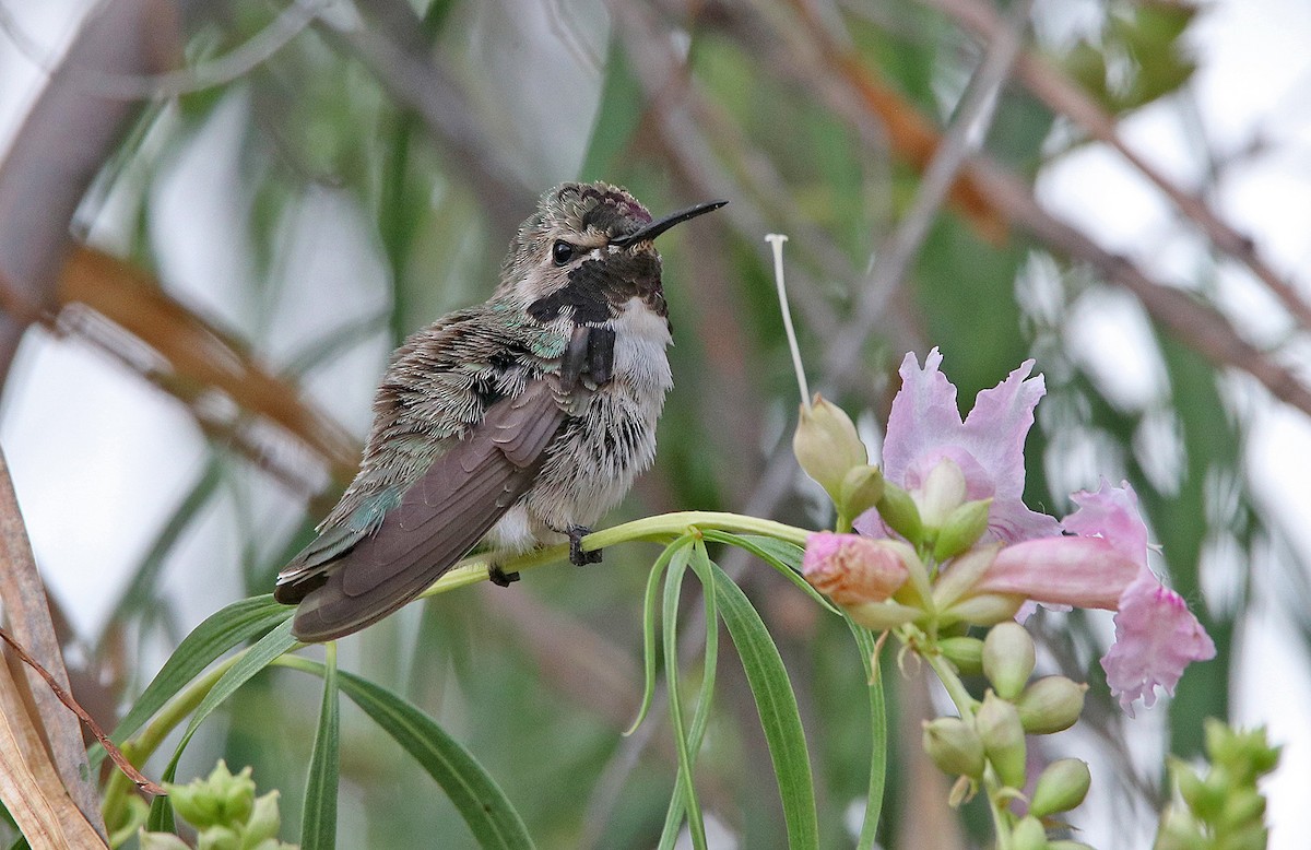 Costa's Hummingbird - ML240750631