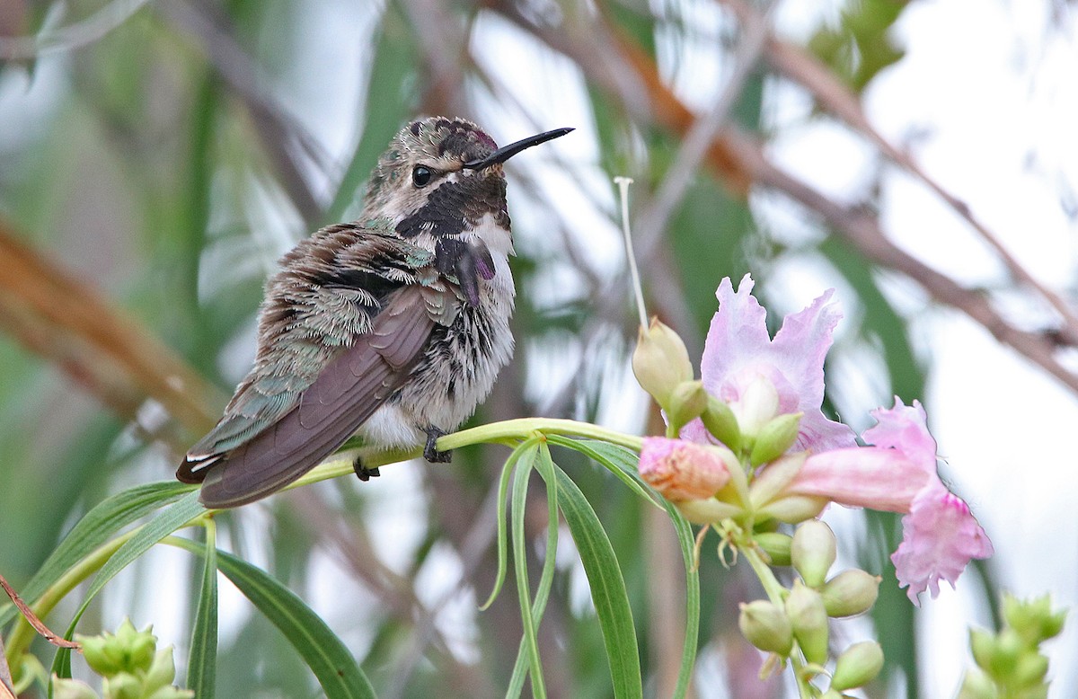Costa's Hummingbird - ML240750641