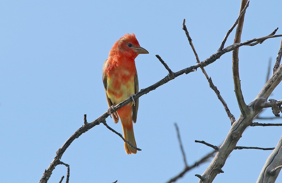 Summer Tanager - Tim Avery