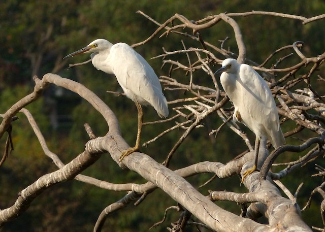 Photos - Little Egret - Egretta garzetta - Birds of the World