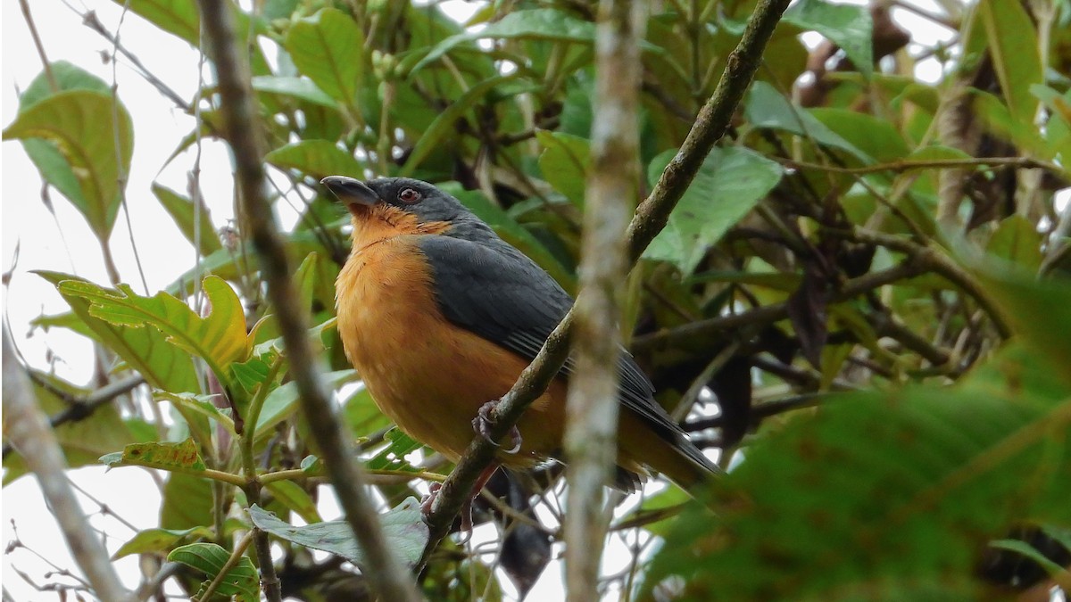 Rufous-crested Tanager - ML240759721