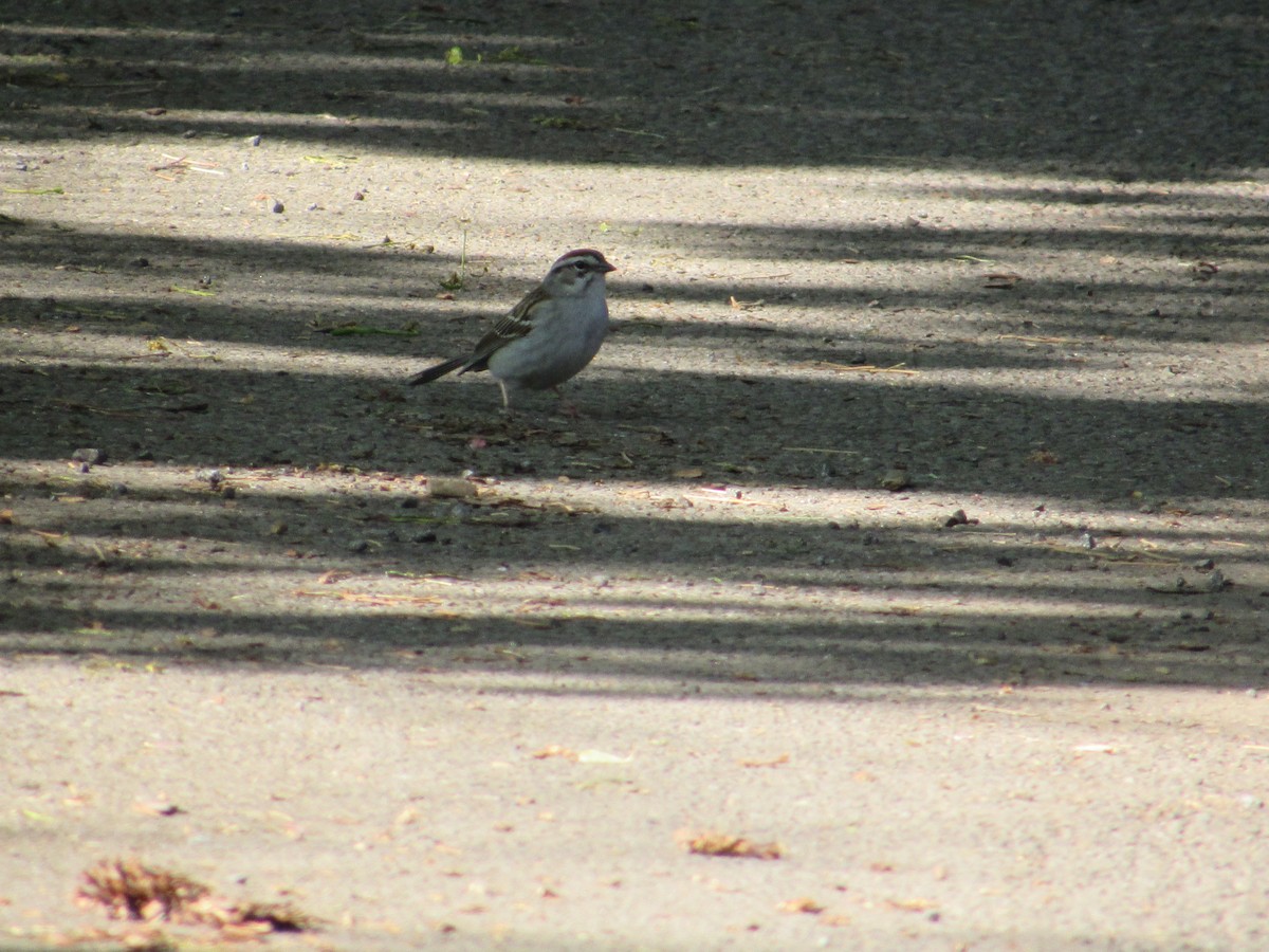 Chipping Sparrow - Mickey Ryan