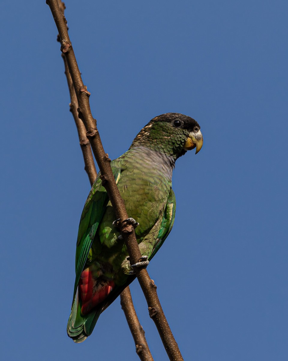 Папуга-червоногуз зеленощокий - ML240760351