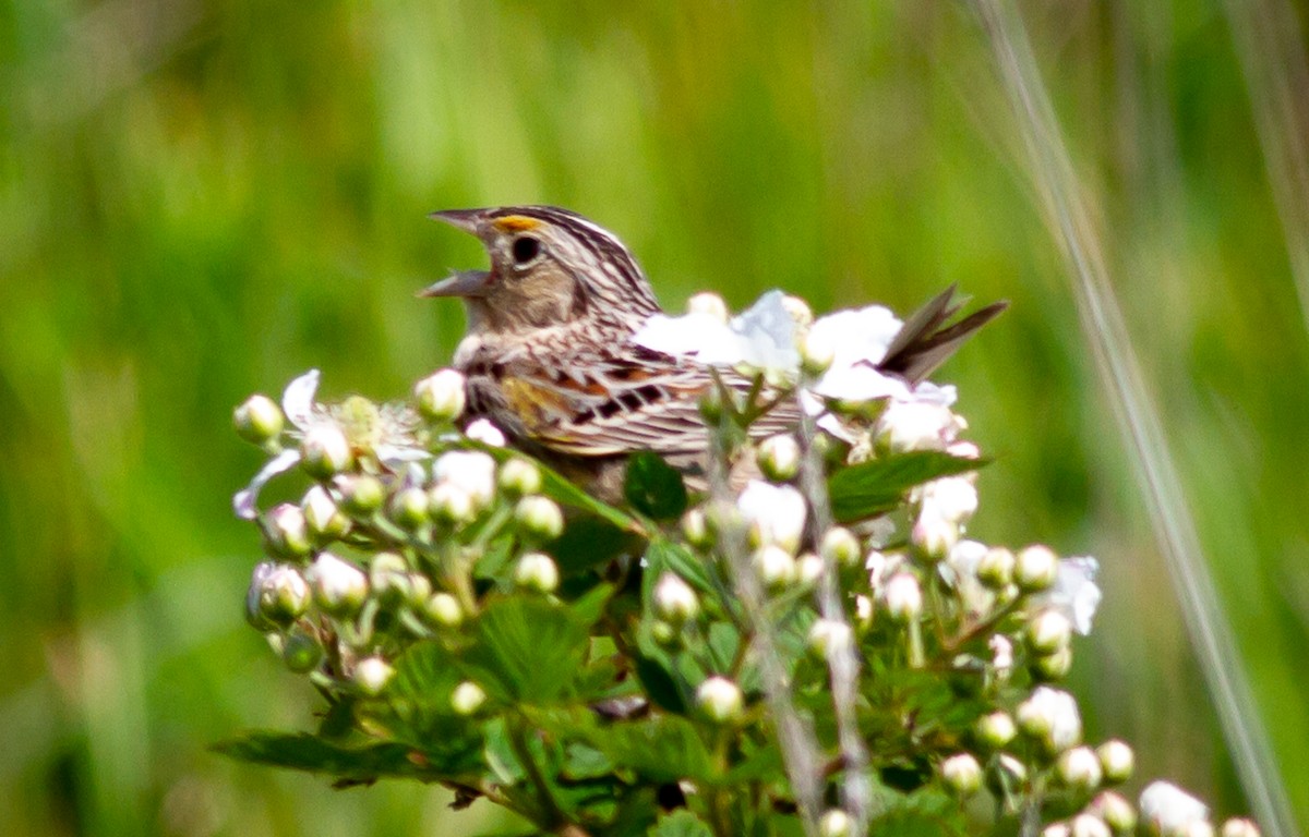 Grasshopper Sparrow - Greg Schrader