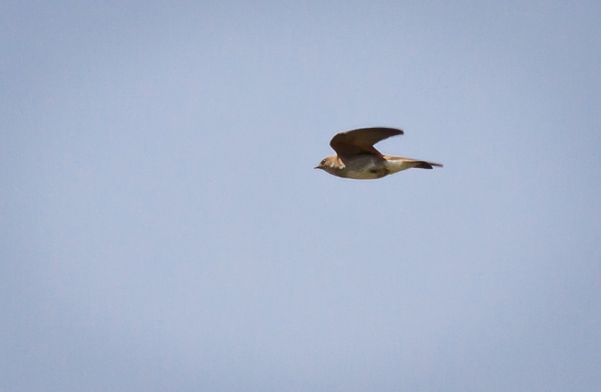 Northern Rough-winged Swallow - Greg Schrader