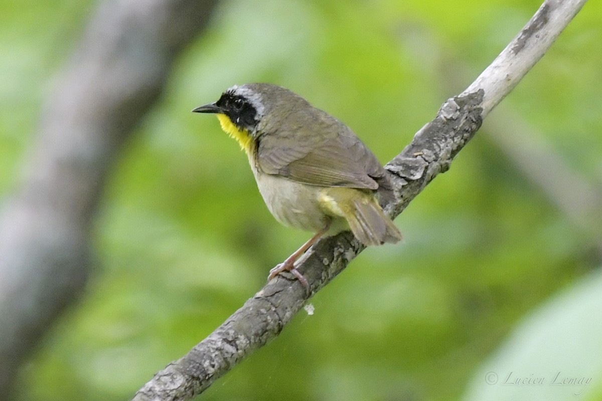 Common Yellowthroat - Lucien Lemay