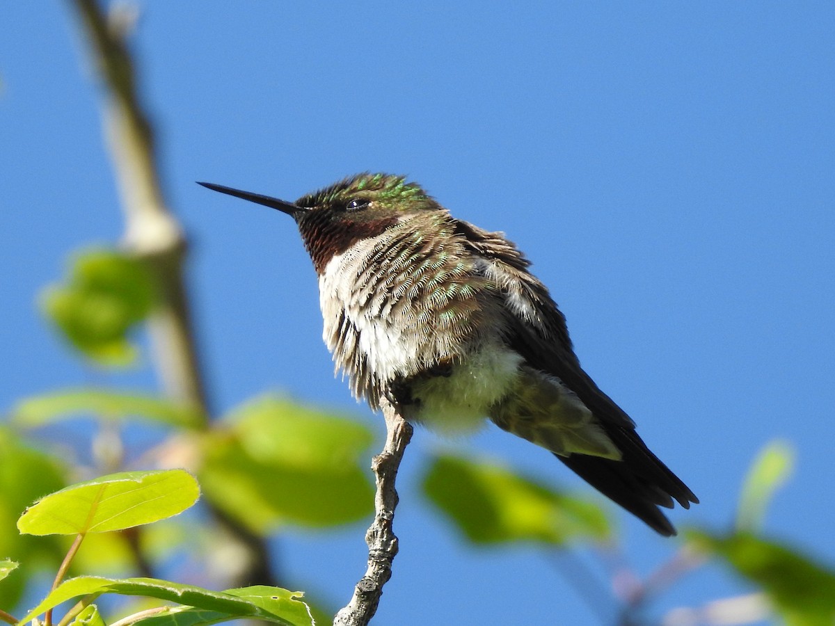 Ruby-throated Hummingbird - Pam Hawkes