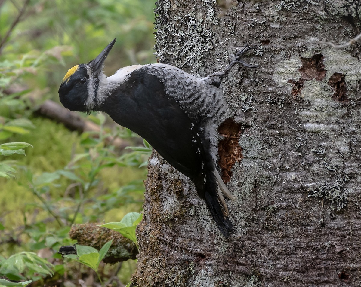 Black-backed Woodpecker - ML240772171