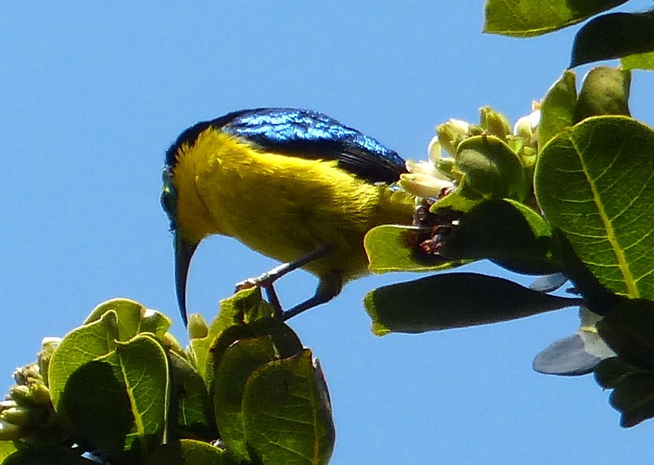 Yellow-bellied Sunbird-Asity - ML24077341