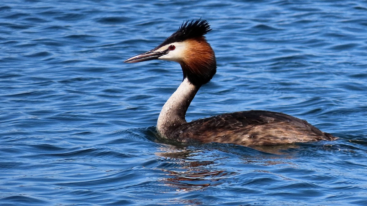 Great Crested Grebe - ML240776571