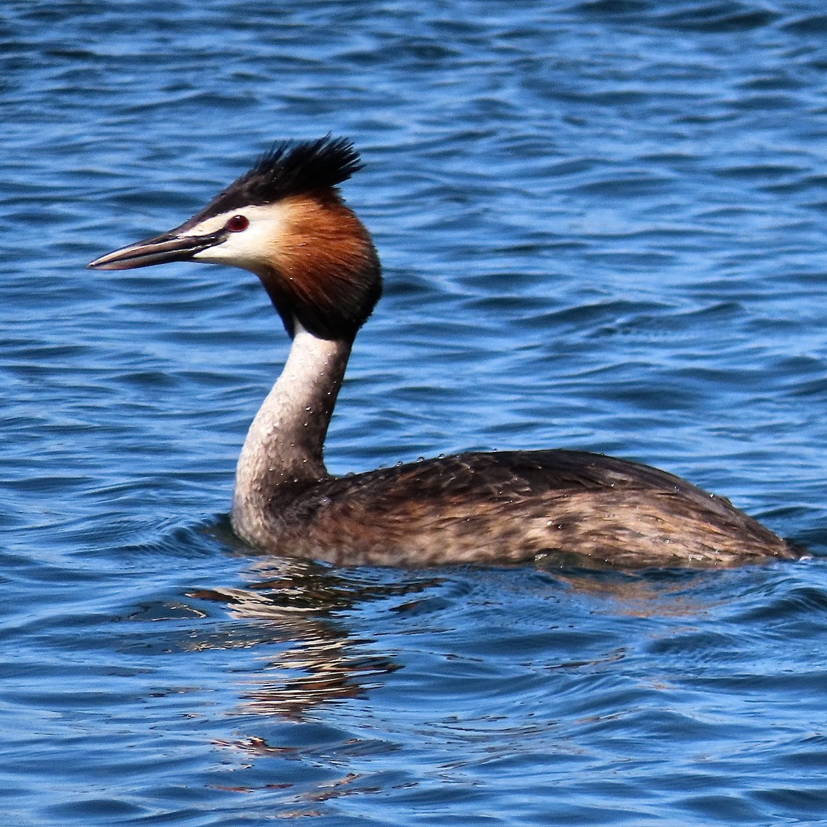 Great Crested Grebe - ML240776611